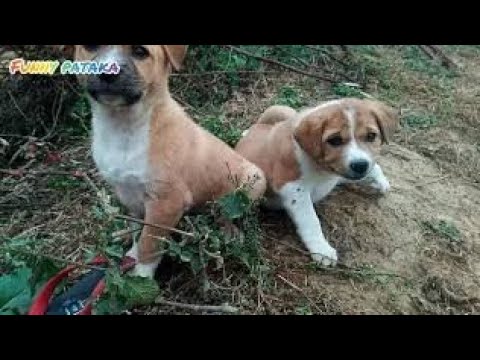 Funny puppies video || funny pataka || cute dogs | Cutest dog in the world cute dog clips 2020