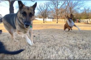 GSD plays with Puppy & Boxer, HAPPY DOGS!