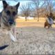 GSD plays with Puppy & Boxer, HAPPY DOGS!