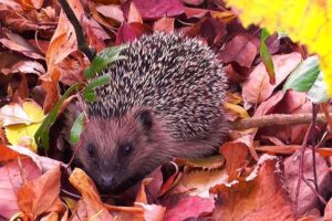 Garden animals in the beautiful autumn