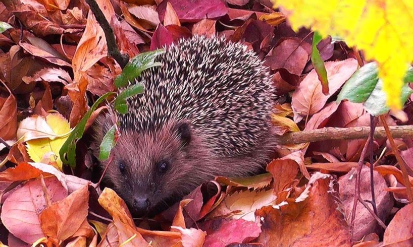 Garden animals in the beautiful autumn