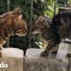 Gato no quería irse a casa sin este gatito callejero | El Dodo