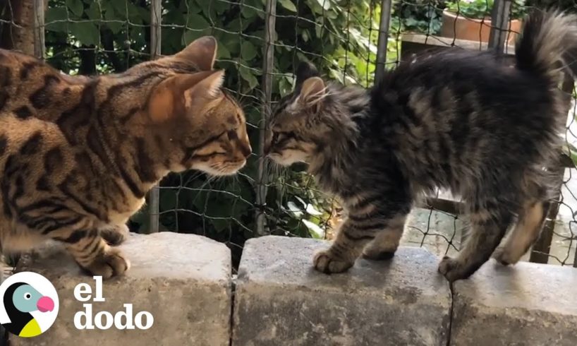 Gato no quería irse a casa sin este gatito callejero | El Dodo