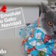 Gato se convierte en un regalo de Navidad | El Dodo