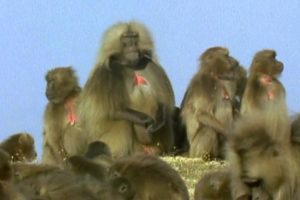 Gelada Baboon Sexual Tension | Battle of the Sexes in the Animal World | BBC Earth