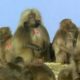 Gelada Baboon Sexual Tension | Battle of the Sexes in the Animal World | BBC Earth