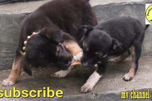 German Shephert Dog Puppies | Cute German Shephert Dog Puppies