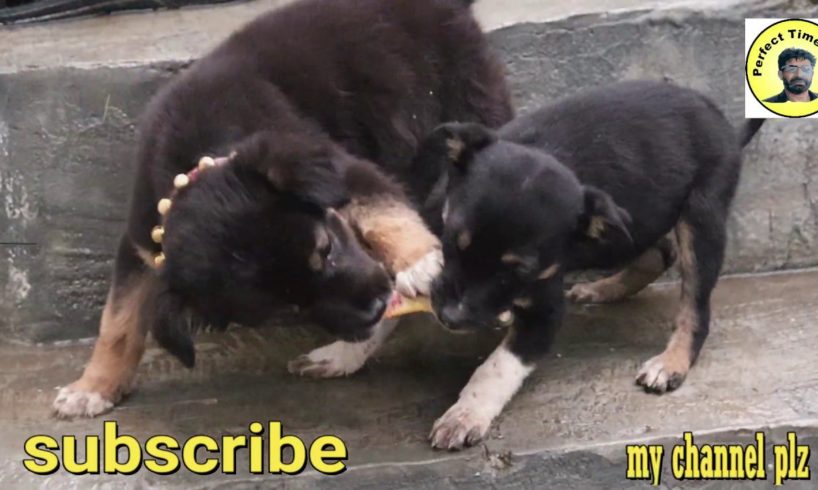 German Shephert Dog Puppies | Cute German Shephert Dog Puppies