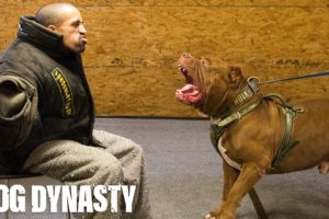 Getting Smashed By Hulk - The World's Biggest Pitbull | DOG DYNASTY