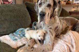 Giant And Tiny Dogs Are Best Friends