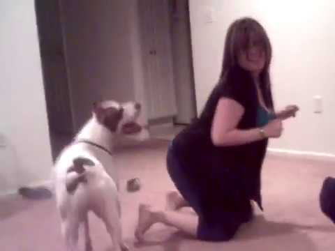 Girl playing with pitbull dog