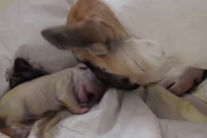Giving birth to cute puppies, рождение щенков