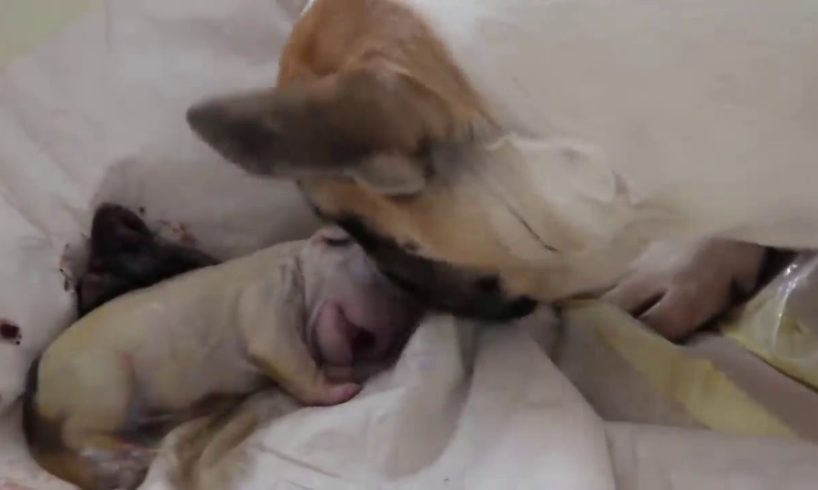 Giving birth to cute puppies, рождение щенков