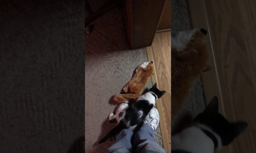 Gizmo kitty plays with fox