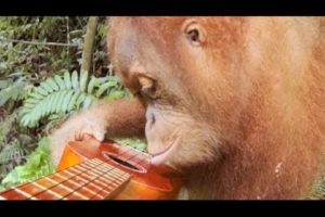 GoPro: Orangutan Plays A Ukulele