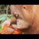 GoPro: Orangutan Plays A Ukulele
