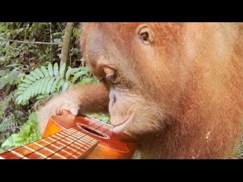 GoPro: Orangutan Plays A Ukulele