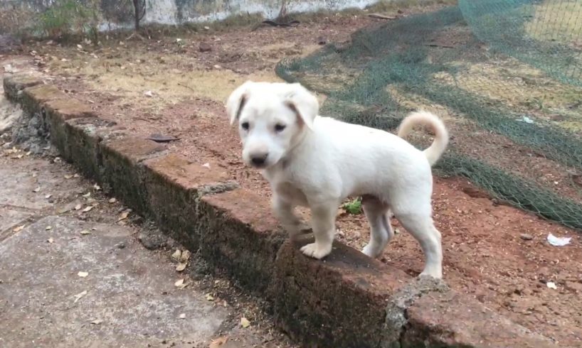 Good morning with cute puppies on ground
