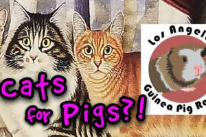 Goodwill Cats Help The Guinea Pig Rescue!