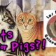 Goodwill Cats Help The Guinea Pig Rescue!