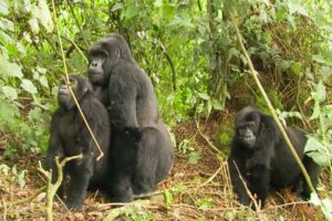 Gorilla Mating | Mountain Gorilla | BBC