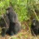 Gorilla Mating | Mountain Gorilla | BBC