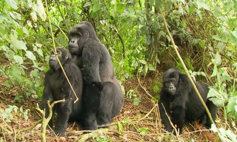 Gorilla Mating | Mountain Gorilla | BBC