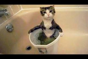 HIGHLIGHTS of ANIMALS that will make you DIE LAUGHING - Super FUNNY ANIMAL videos