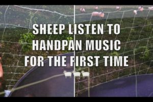 ??❤️ - HMFA N.05 - SHEEP LISTEN TO HANDPAN MUSIC FOR THE FIRST TIME - xkliber