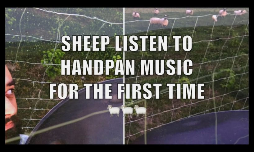 ??❤️ - HMFA N.05 - SHEEP LISTEN TO HANDPAN MUSIC FOR THE FIRST TIME - xkliber