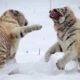 HOT  5 CRAZIEST ANIMAL FIGHTS CAUGHT ON CAMERA & SPOTTED IN REAL LIFE!
