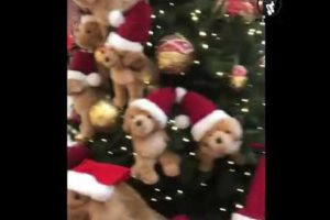 Happy Christmas by dogs and cute puppies