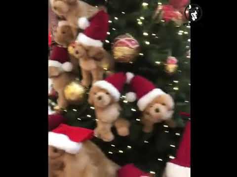 Happy Christmas by dogs and cute puppies