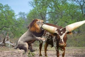 Hash Life Of Lion - Buffalo Vs Lion Fight To Death - Let's Explore the Animal Planet 2019