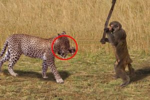 Hero Monkey Save Baby Gazelle From Cheetah Hunt | Animals Rescue Other Animals