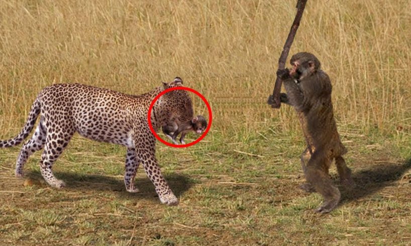 Hero Monkey Save Baby Gazelle From Cheetah Hunt | Animals Rescue Other Animals