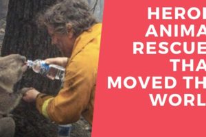 Heroic Animal Rescues That Moved The World | Indiatimes