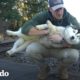 Hombre detiene todo para ir a salvar a este perro perdido | El Dodo