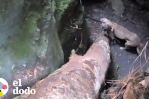 Hombre encuentra a un perro de milagro en una cueva profunda | El Dodo
