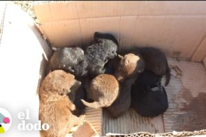 Hombre encuentra una caja llena de perritos abandonados | El Dodo