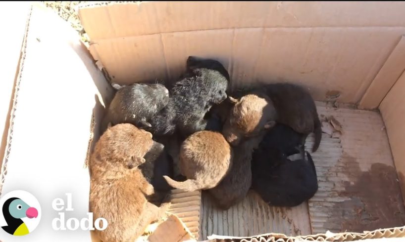 Hombre encuentra una caja llena de perritos abandonados | El Dodo