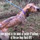 Homeless Dog With Skin And Bones Has Been Rescued | Rescue Dogs