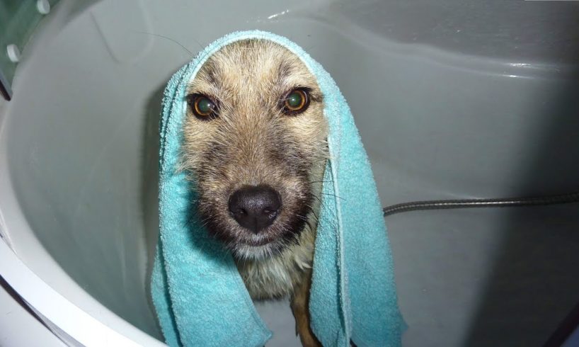 Homeless Dogs Heartwarming Reaction To Taking A Bath For The First Time
