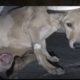 Homeless Sweet Dog Paralyzed and Alone Has Been Rescued | Rescue Dogs