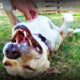 Hope Rescues Abandoned Pit Bull Named Pancake - The Dog Saviors