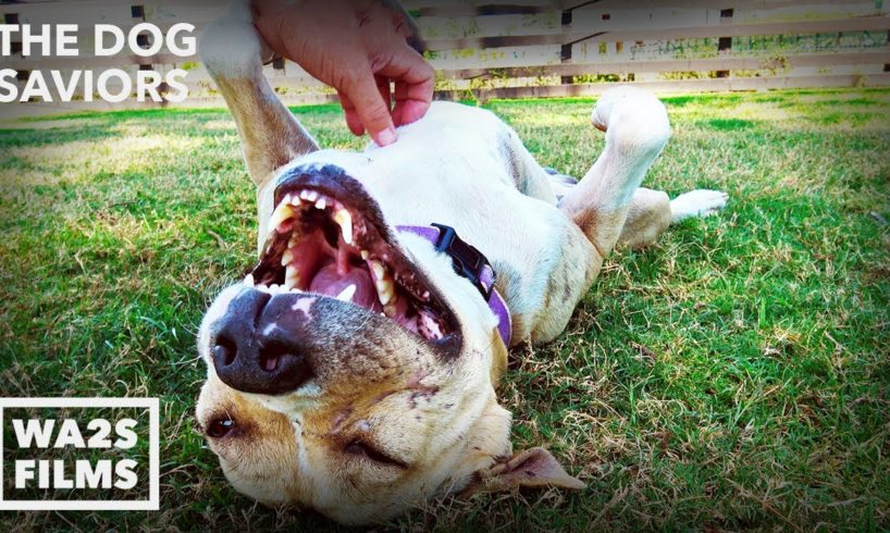 Hope Rescues Abandoned Pit Bull Named Pancake - The Dog Saviors