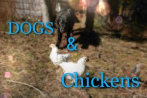 How to Train Your Dog Around Chickens (and other small animals)