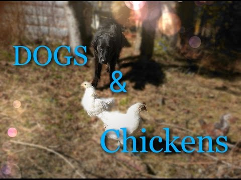 How to Train Your Dog Around Chickens (and other small animals)