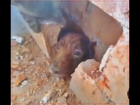 Hungry And Thirsty,How Can You be Alive Animal Rescue 2017