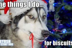 Husky Argues Over Which Toys to Donate To Rescue Dogs At Christmas!